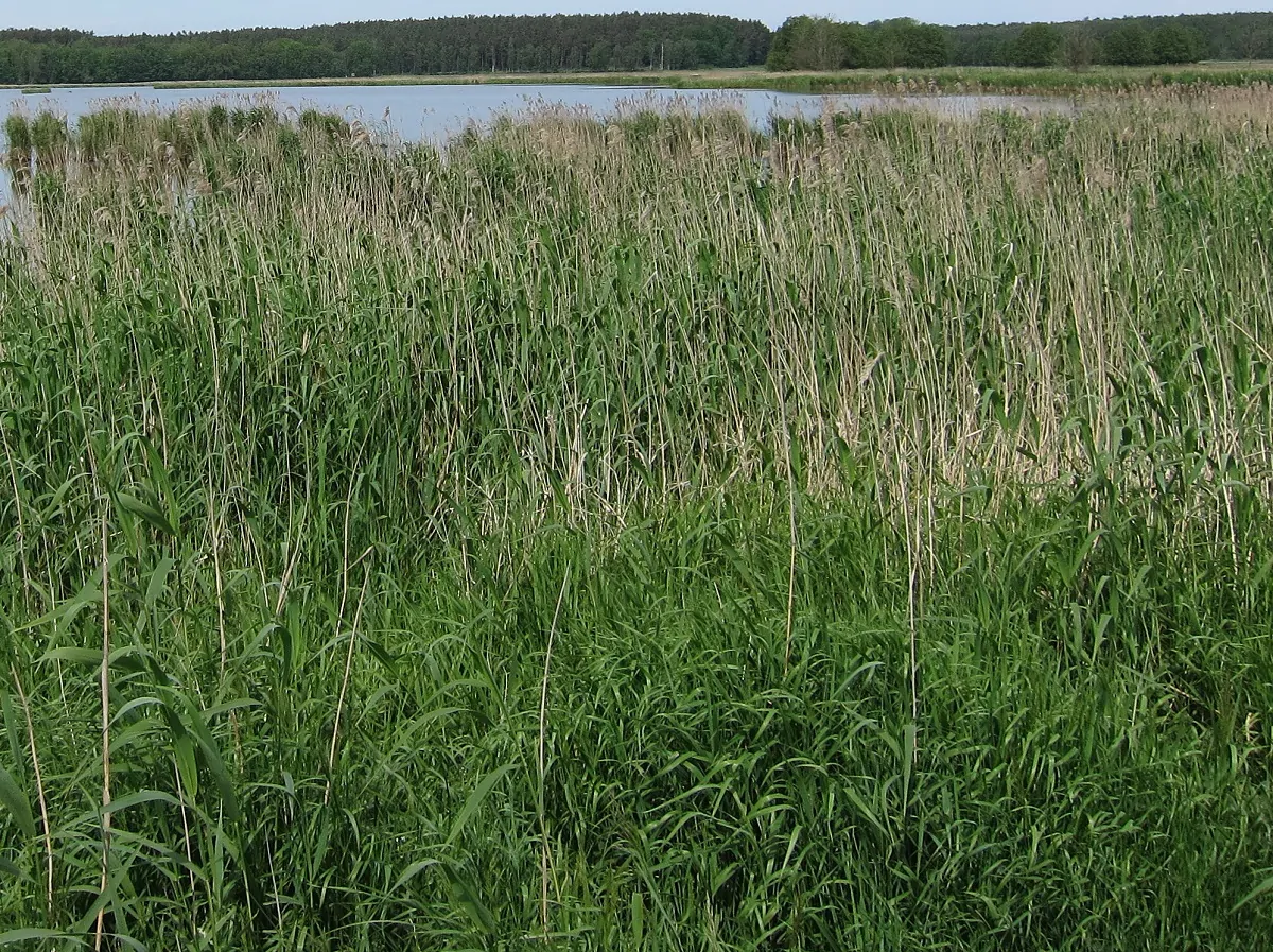 Schilfpflanzen
